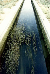 Kanal voll Wasserpflanzen